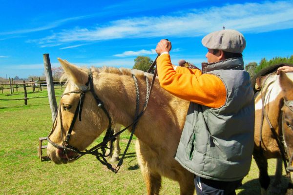 Horse Care